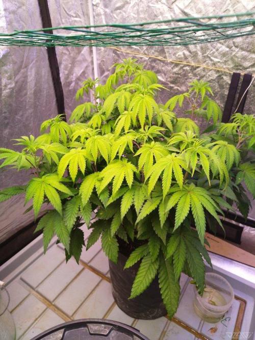 Ukhta. Fruit Gum. Week 13