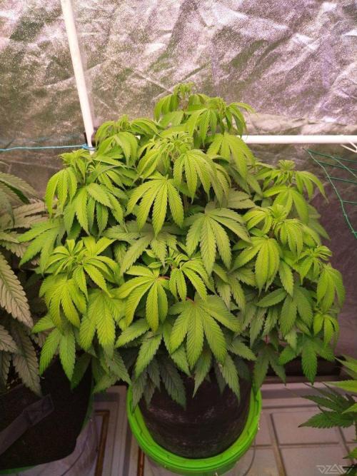 Ukhta. Fruit Gum. Week 13