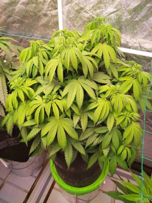 Ukhta. Fruit Gum. Week 13