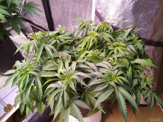 Ukhta. Fruit Gum. Week 13