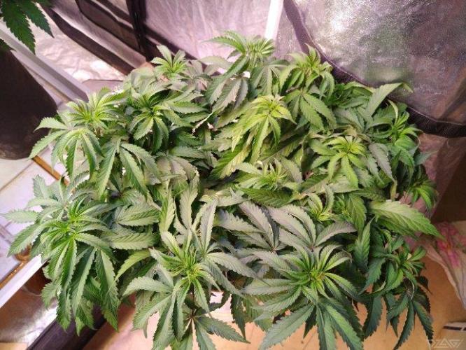 Ukhta. Fruit Gum. Week 13