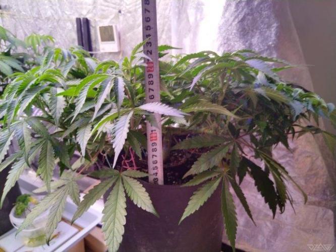 Ukhta. Fruit Gum. Week 13