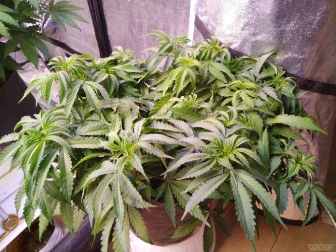 Ukhta. Fruit Gum. Week 13