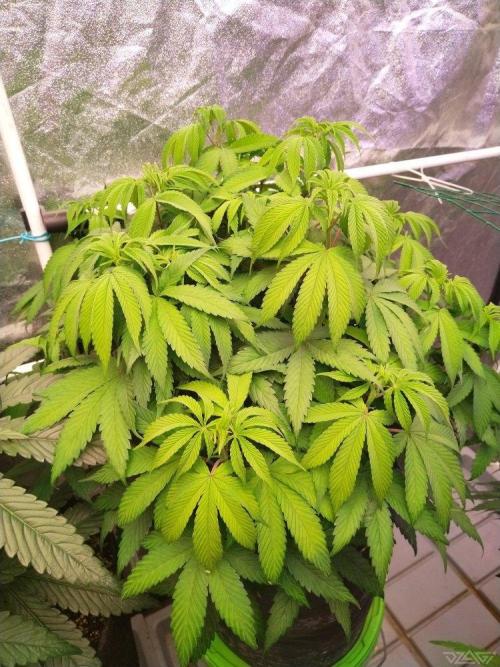 Ukhta. Fruit Gum. Week 13