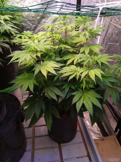 Ukhta. Fruit Gum. Week 14