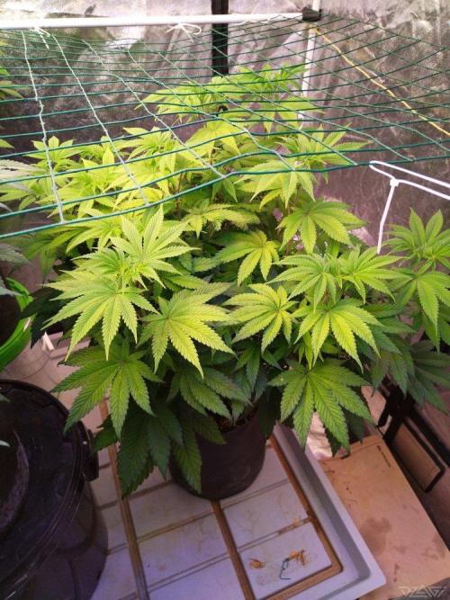 Ukhta. Fruit Gum. Week 14