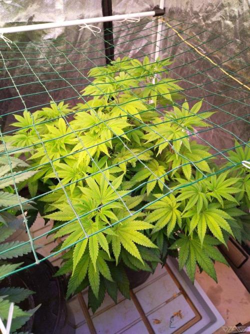 Ukhta. Fruit Gum. Week 14