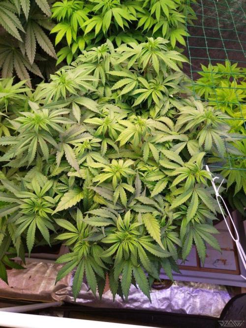 Ukhta. Fruit Gum. Week 14