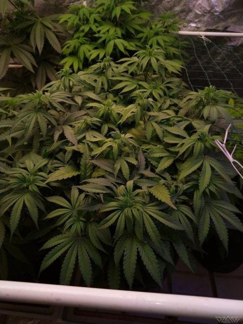 Ukhta. Fruit Gum. Week 14