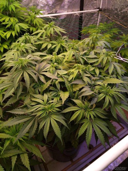 Ukhta. Fruit Gum. Week 14