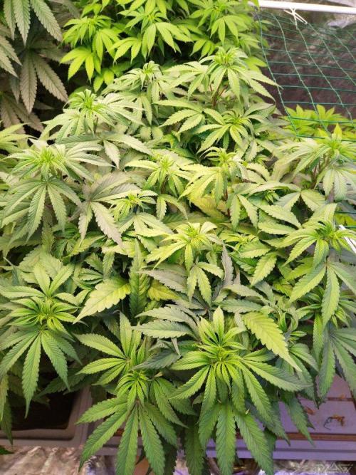 Ukhta. Fruit Gum. Week 14