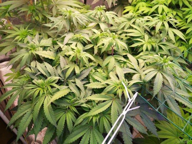 Ukhta. Fruit Gum. Week 14