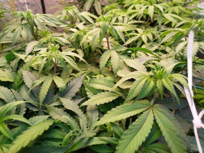 Ukhta. Fruit Gum. Week 14