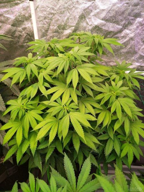 Ukhta. Fruit Gum. Week 14