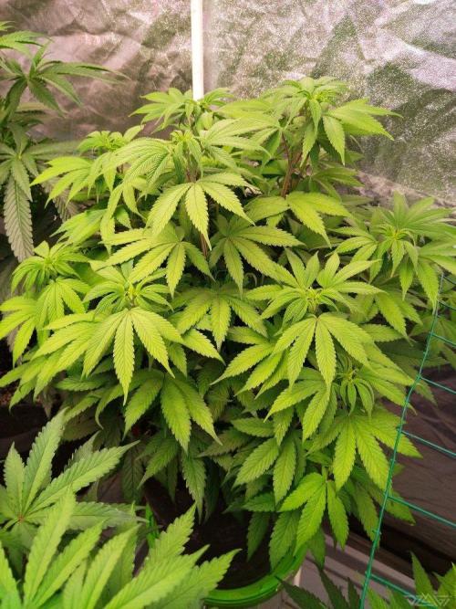 Ukhta. Fruit Gum. Week 14