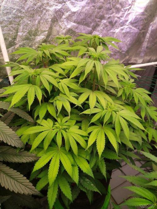 Ukhta. Fruit Gum. Week 14