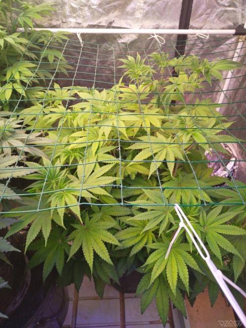 Ukhta. Fruit Gum. Week 15