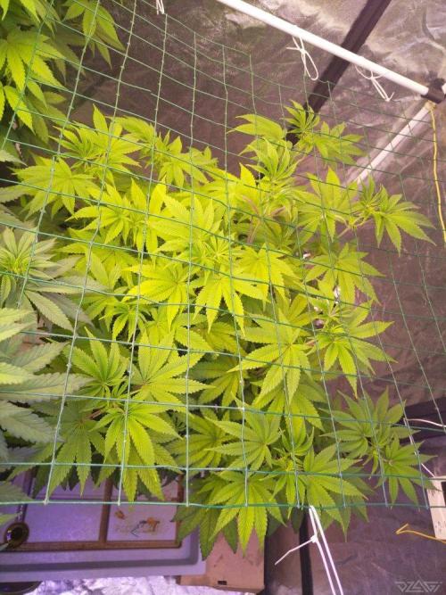 Ukhta. Fruit Gum. Week 15