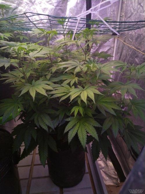 Ukhta. Fruit Gum. Week 15