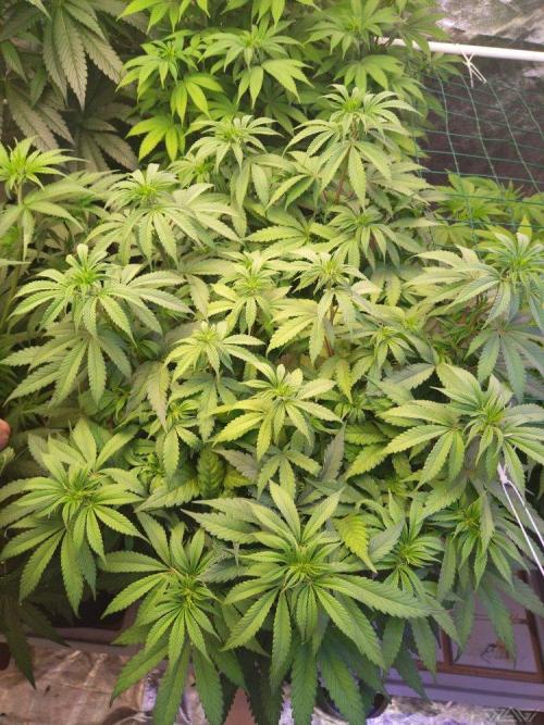 Ukhta. Fruit Gum. Week 15