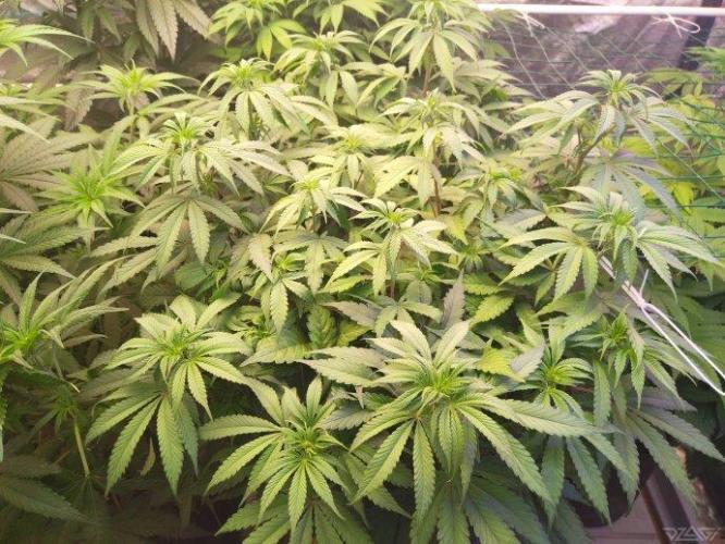 Ukhta. Fruit Gum. Week 15