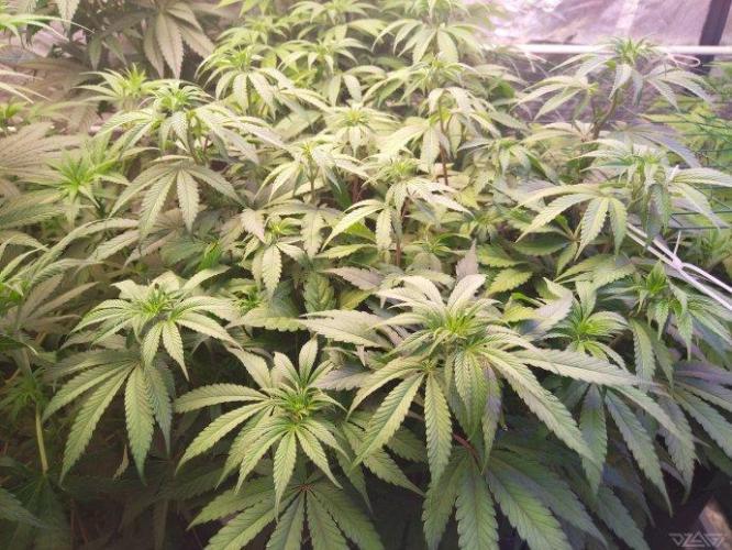 Ukhta. Fruit Gum. Week 15