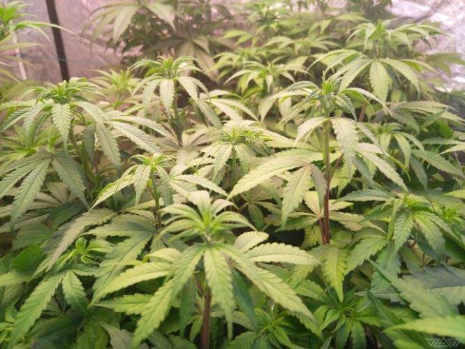 Ukhta. Fruit Gum. Week 15