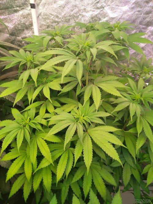 Ukhta. Fruit Gum. Week 15