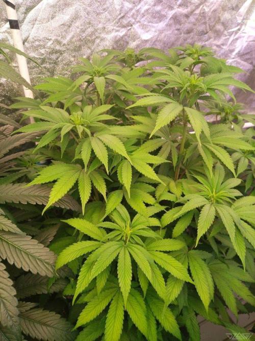 Ukhta. Fruit Gum. Week 15