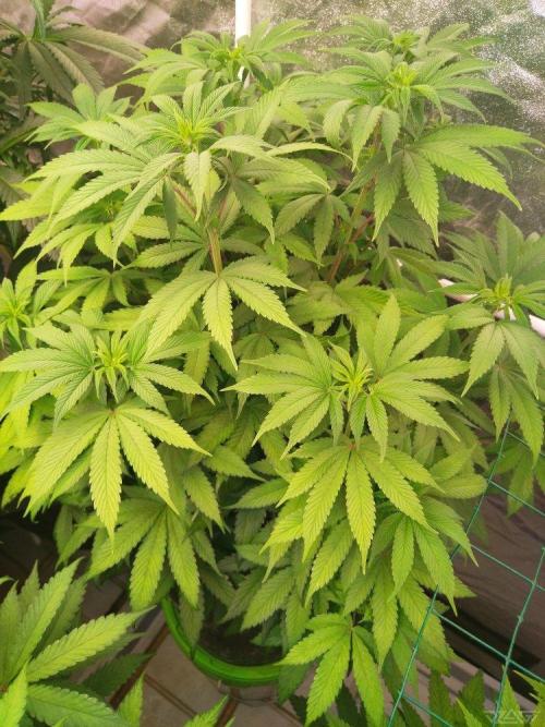 Ukhta. Fruit Gum. Week 15