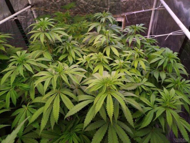 Ukhta. Fruit Gum. Week 15