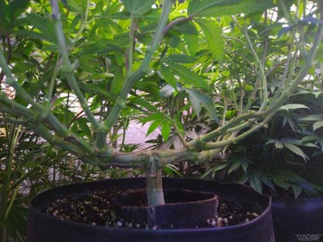 Ukhta. Fruit Gum. Week 16