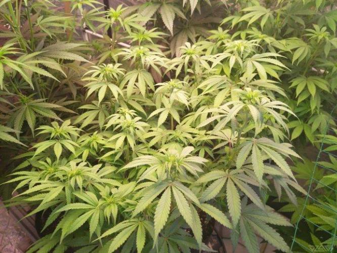 Ukhta. Fruit Gum. Week 16