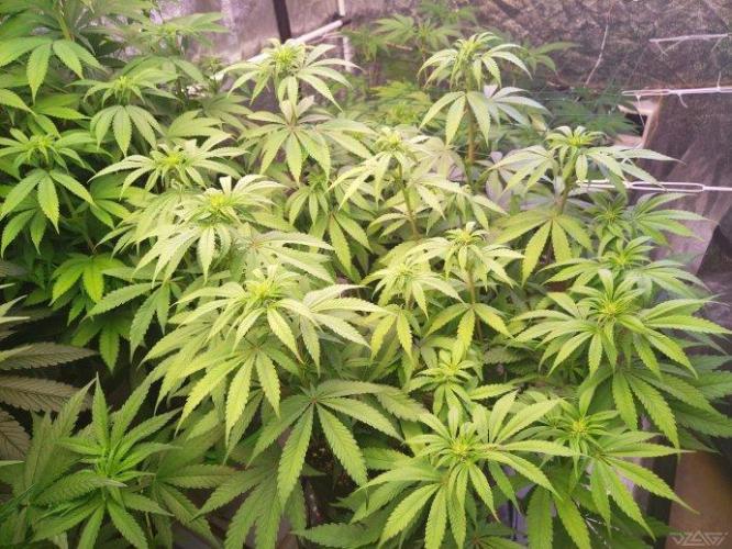 Ukhta. Fruit Gum. Week 16