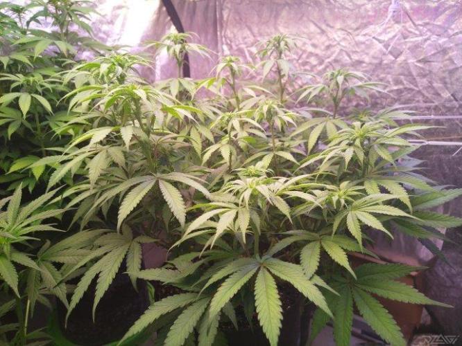 Ukhta. Fruit Gum. Week 16