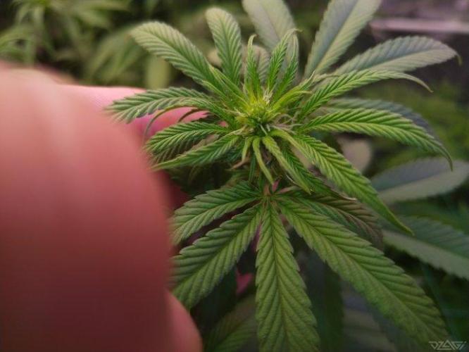 Ukhta. Fruit Gum. Week 16