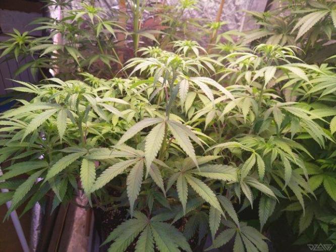 Ukhta. Fruit Gum. Week 16