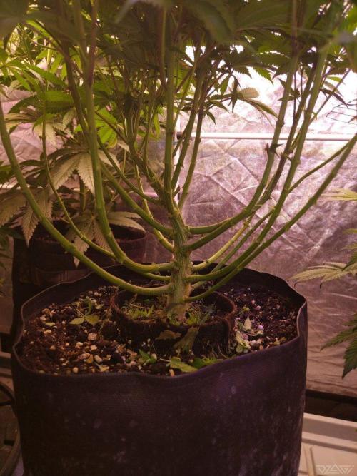 Ukhta. Fruit Gum. Week 16