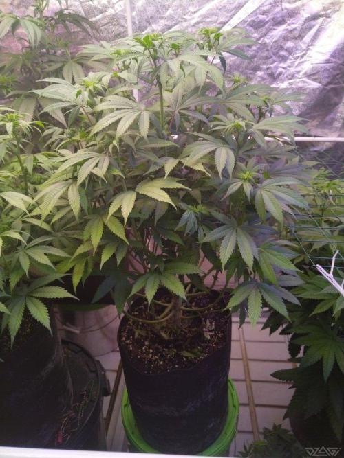 Ukhta. Fruit Gum. Week 16