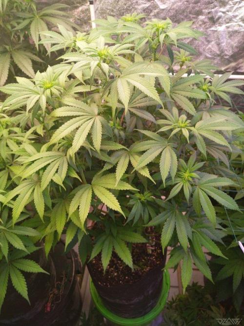 Ukhta. Fruit Gum. Week 16