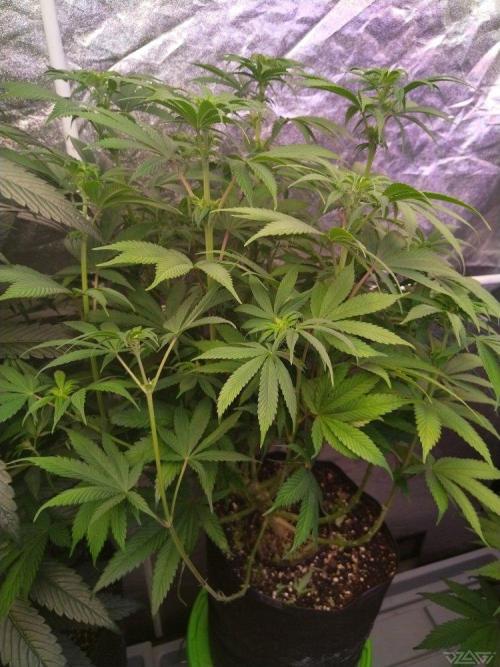 Ukhta. Fruit Gum. Week 16