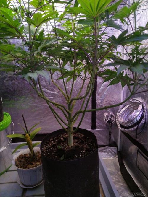 Ukhta. Fruit Gum. Week 16