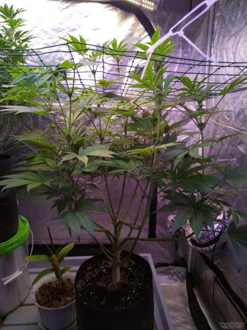 Ukhta. Fruit Gum. Week 16