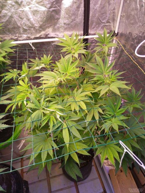 Ukhta. Fruit Gum. Week 16