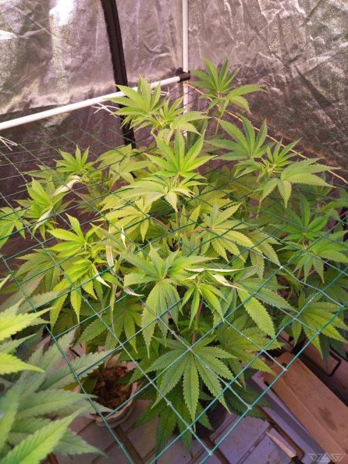 Ukhta. Fruit Gum. Week 16