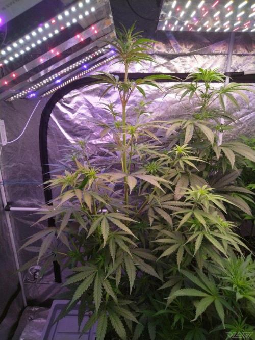 Ukhta. Fruit Gum. Week 16