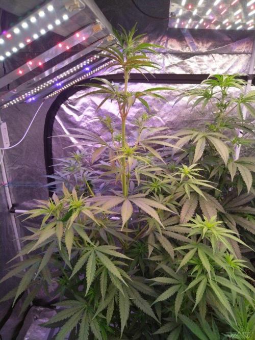 Ukhta. Fruit Gum. Week 16