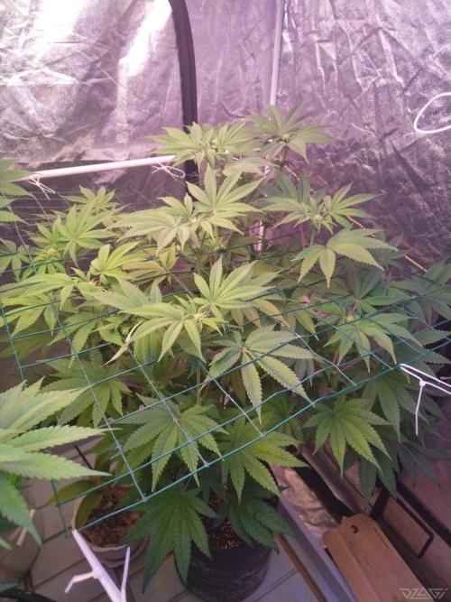 Ukhta. Fruit Gum. Week 16