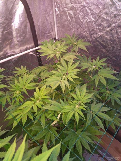 Ukhta. Fruit Gum. Week 16