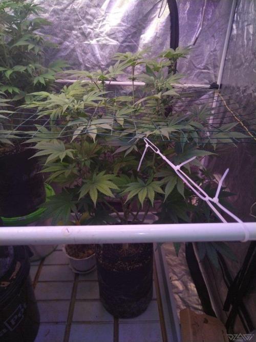Ukhta. Fruit Gum. Week 16